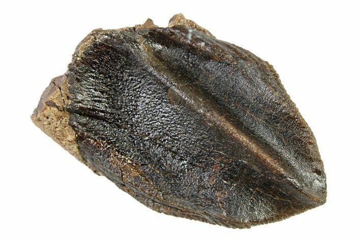 Beastly, Unworn Fossil Dinosaur (Triceratops) Crown - Montana #338648